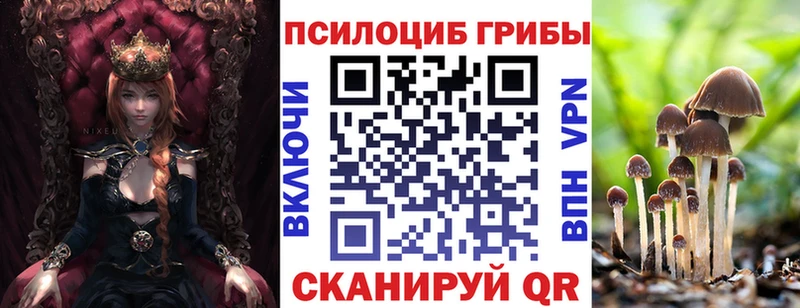 где найти   Томмот  Псилоцибиновые грибы Psilocybe 